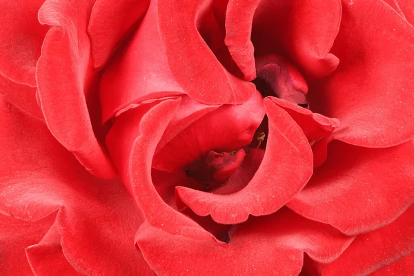 Petale Rosii Trandafir Aproape Red Rose Fotografie Înaltă Rezoluţie Adâncimea — Fotografie, imagine de stoc