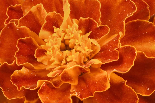 Tagetes patula. Orange Marigold flower, French marigold, Tagetes erecta, Mexican marigold, Aztec marigold, African marigold close-up.