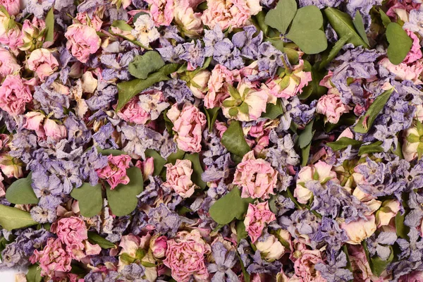 Vervaagde Roze Roos Bloemen Uiteengezet Achtergrond Geïsoleerd Witte Achtergrond Hoge — Stockfoto