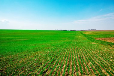 yeşil kırsal alan ve mavi gökyüzü 