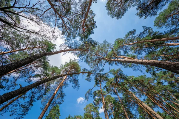 Bellissimi Alberi Verdi Cielo Blu Nella Giornata Sole — Foto Stock