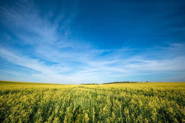 Paysage Rural Avec Champ Rural Ciel Bleu Par Une Journée — Photo