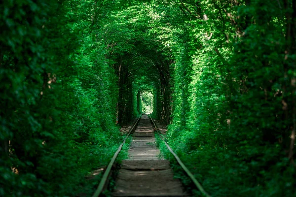 railway tunnel in spring forest, picturesque tunnel of love
