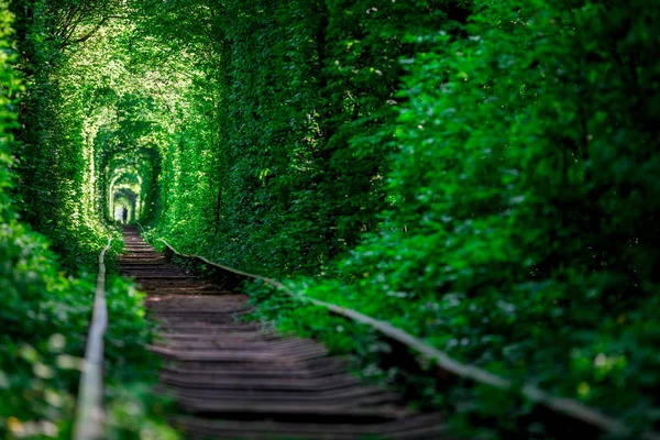 Tunel Kolejowy Lesie Wiosną Malowniczą Tunelem Miłości — Zdjęcie stockowe