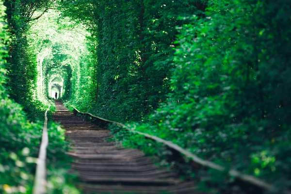 railway tunnel in spring forest, picturesque tunnel of love