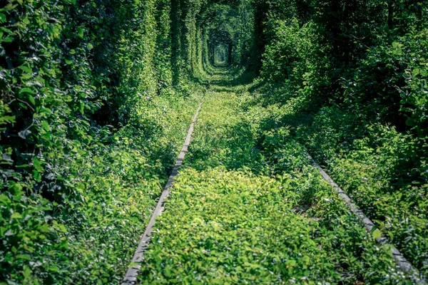 Túnel Ferroviario Bosque Primavera Pintoresco Túnel Amor — Foto de Stock