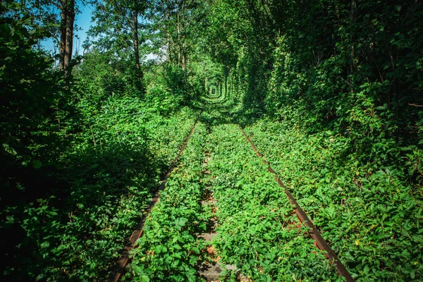 railway tunnel in spring forest, picturesque tunnel of love