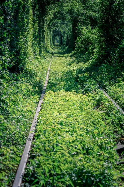 Túnel Ferroviario Bosque Primavera Pintoresco Túnel Amor — Foto de Stock