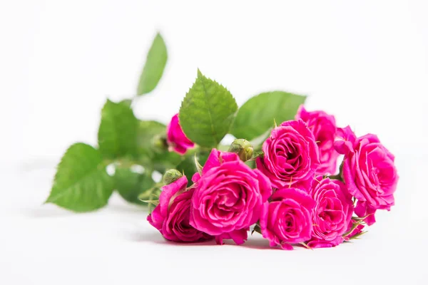 白色背景下的嫩粉红色玫瑰 — 图库照片