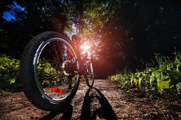 Mountain biking down hill descending fast on bicycle. View from bikers eyes.