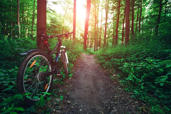 Montanha Bicicleta Descendo Colina Descendo Rápido Bicicleta Vista Olhos Motociclistas — Fotografia de Stock