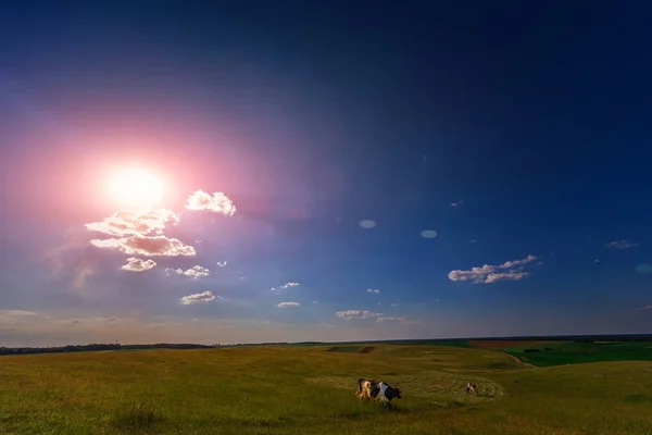 Krávy Pasoucí Zelené Louce Modrá Obloha — Stock fotografie