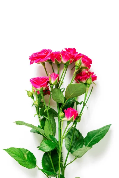 Рожеві Троянди Ізольовані Білому Тлі — стокове фото