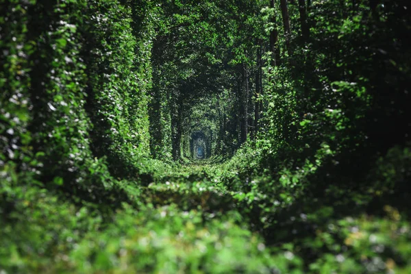 春の森のトンネルの愛の鉄道 — ストック写真