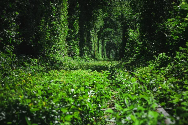 Ferrocarril Túnel Del Bosque Primavera Del Amor — Foto de Stock