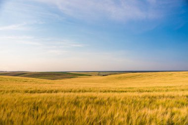 güzel buğday alan ve güzel gün batımı