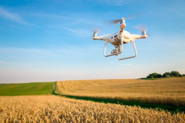 Yeşil mısır tarlasında İHA kuadkopteri