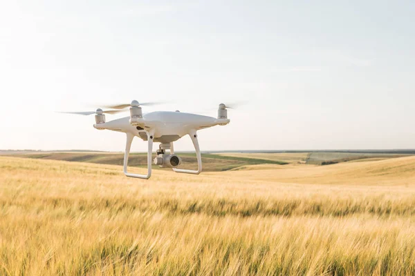 Yeşil mısır tarlasında İHA kuadkopteri