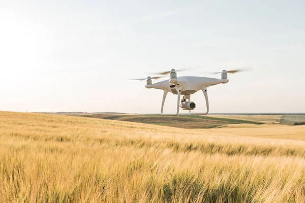 Yeşil mısır tarlasında İHA kuadkopteri