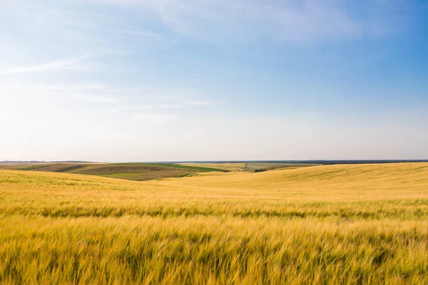 Güzel Buğday Alan Güzel Gün Batımı — Stok fotoğraf