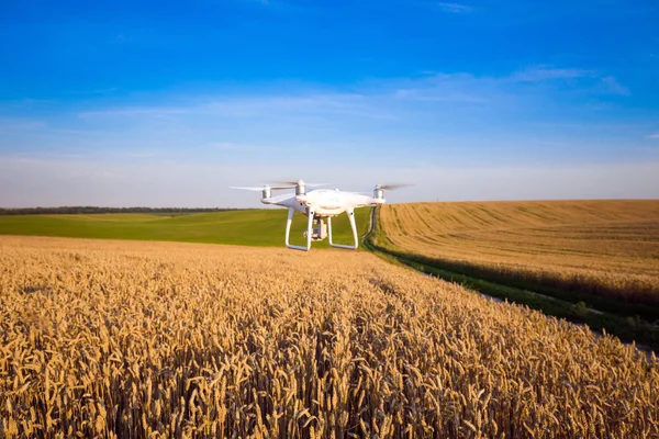 Yeşil mısır tarlasında İHA kuadkopteri