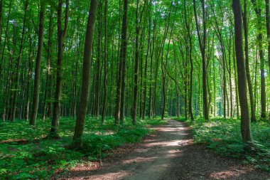 Güzel yaz orman sabah farklı ağaçları ile