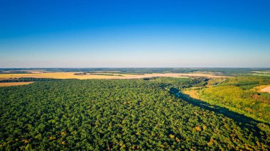 Orman arka plan. Drone bakış açısı.