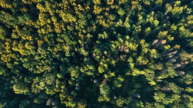 Orman arka plan. Drone bakış açısı.