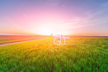 sarı Mısır sahada dron dört helikopter