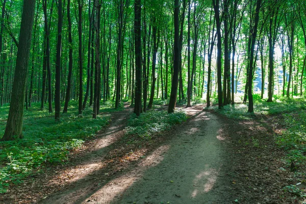 Vacker Sommar Skog Med Olika Träd Morgon — Stockfoto
