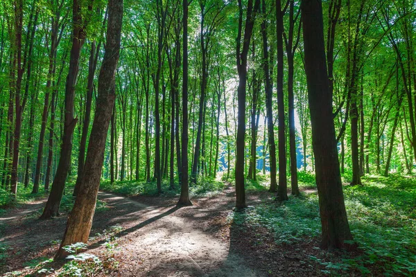 Güzel yaz orman sabah farklı ağaçları ile