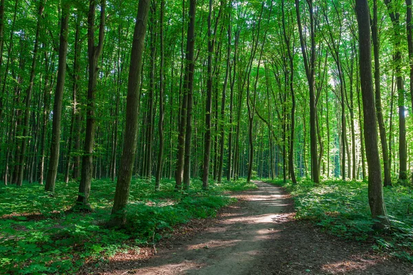 Güzel yaz orman sabah farklı ağaçları ile