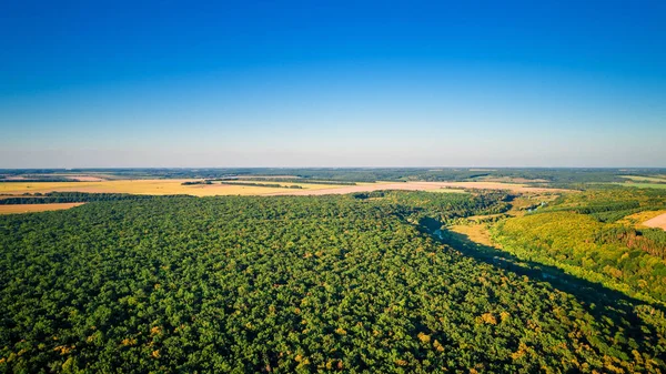 Orman arka plan. Drone bakış açısı.