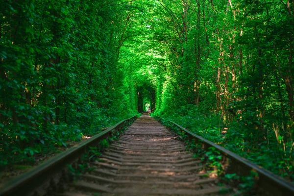 Bahar ormanı aşk tünelinde bir demiryolu.