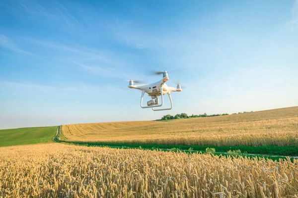 Drone Quad Helikopter Sárga Kukorica Területen — Stock Fotó
