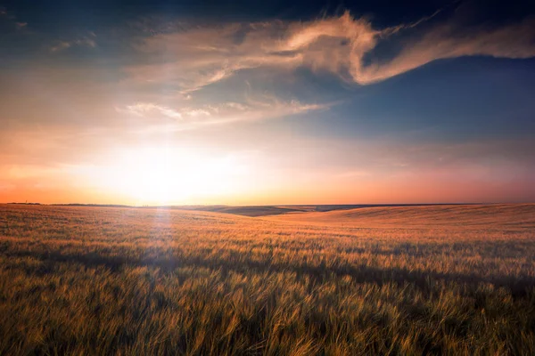 Yellow Field Beautiful Sunset — Stock Photo, Image