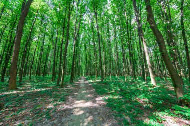 güzel yeşil sabah orman