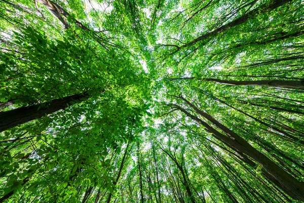 Foresta Alberi Natura Verde Legno Luce Del Sole Sfondi — Foto Stock