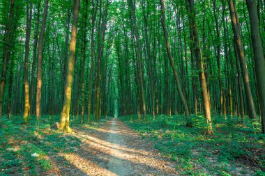 güzel yeşil sabah orman