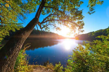 Resimli orman ve nehir.