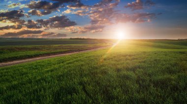 Yeşil tarla, mavi gökyüzü ve güneş.