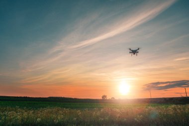 Dron kuad helikopteri yeşil mısır tarlasında