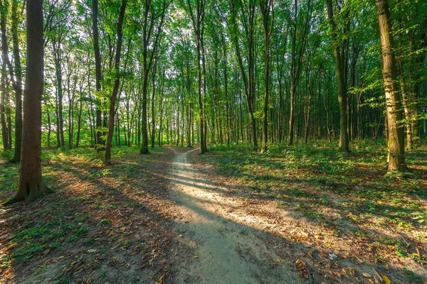 Schöner Grüner Morgenwald — Stockfoto