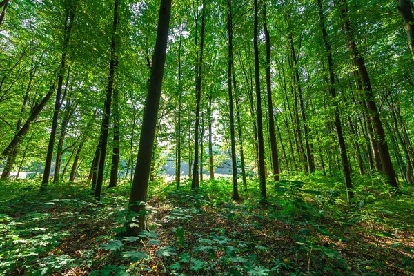 Verde Foresta Fresca Estate — Foto Stock