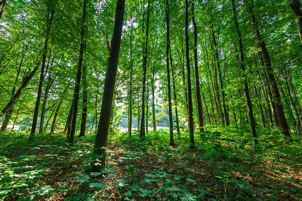 Groene Verse Bos Zomer — Stockfoto