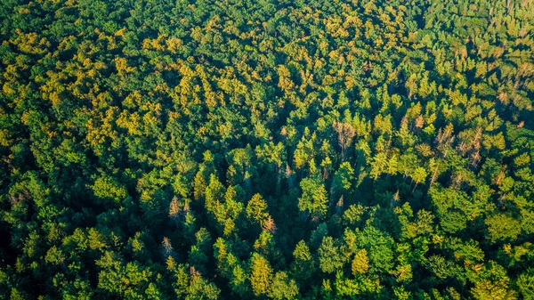 Fundo Florestal Ponto Vista Dos Drones — Fotografia de Stock