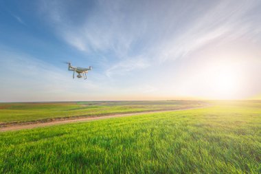 Dron kuad helikopteri yeşil mısır tarlasında