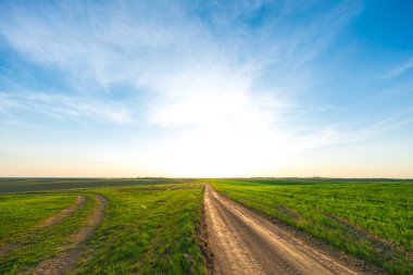 Yeşil tarla, mavi gökyüzü ve güneş.