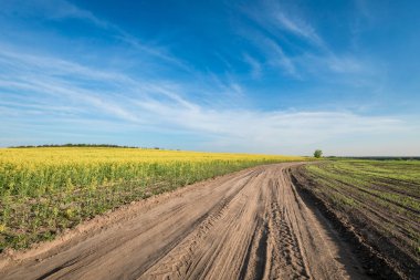 Sarı alan, mavi gökyüzü ve güneş.