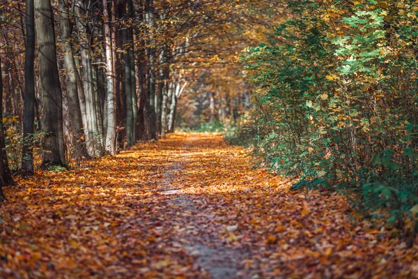 Höstens Skogsträd Natur Grönt Trä Solljus Bakgrunder — Stockfoto